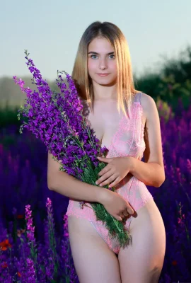 Dakota Pink – Ladang Lavender (125 Foto)